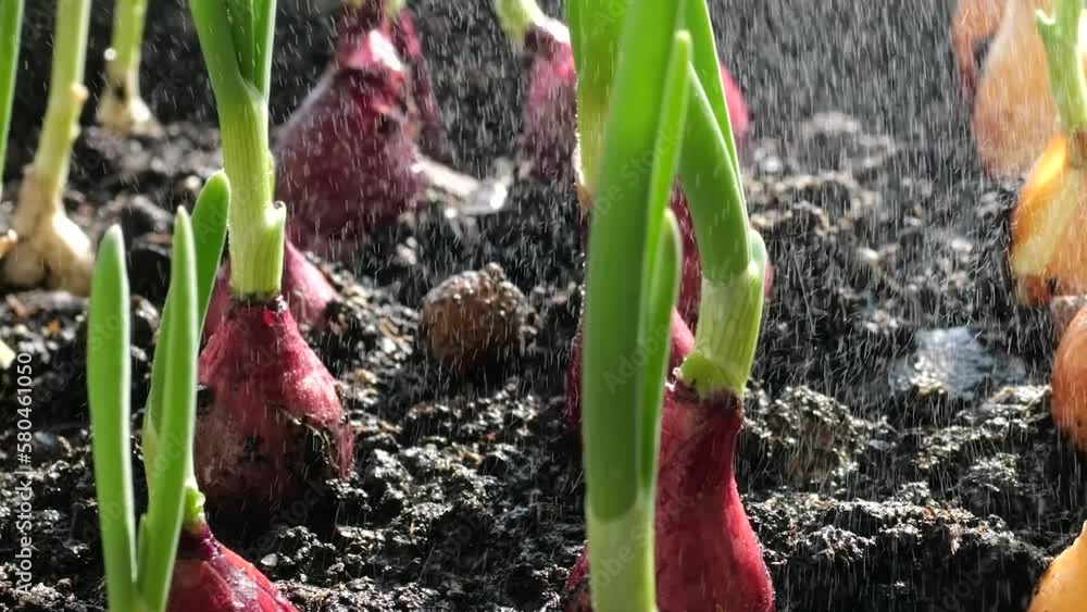 Watering the planted onion bulbs into the ground with water. Stock ビデオ