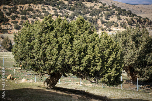 Juniperus thurifera tree in the Aures mountains