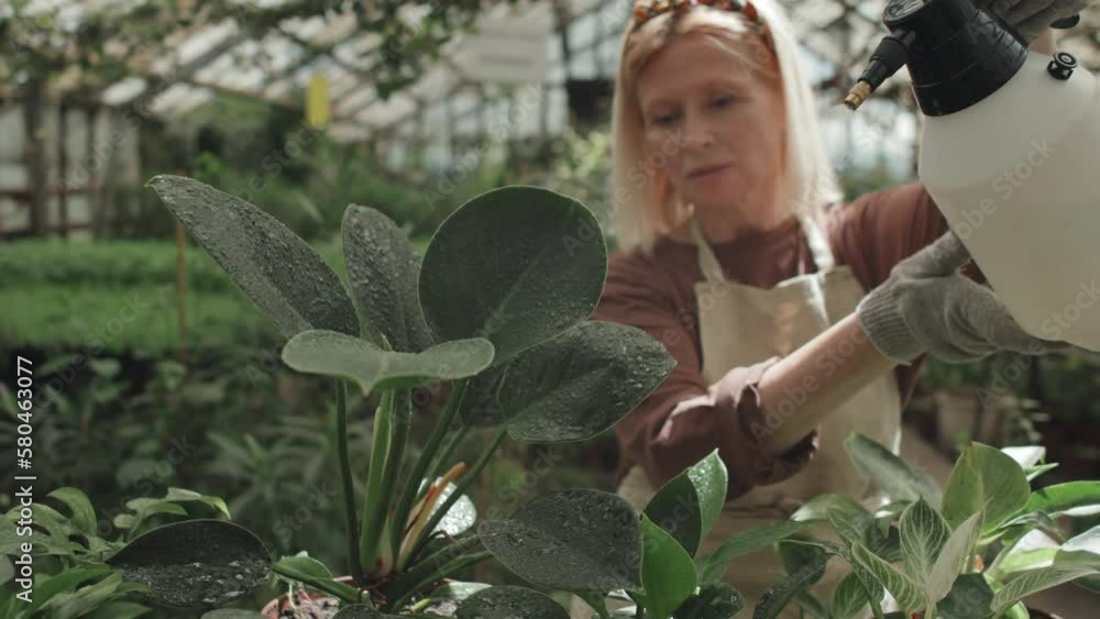 Selective focus shot of mature woman working in greenhouse spraying houseplants with water to remove dust and dirt Selective focus shot of mature woman working in greenhouse spraying houseplants with water to remove dust and dirt