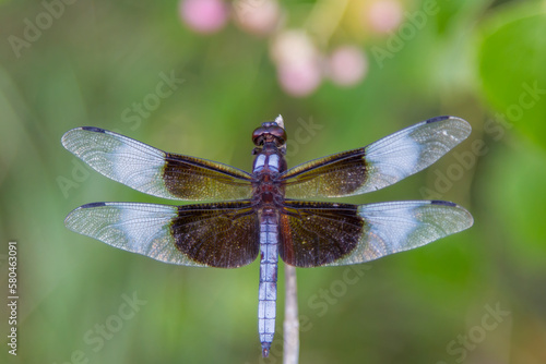 "Window Skimmer Dragonfly"