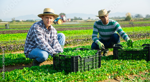 Two focused male workers gathering crop of organic corn salad on farm