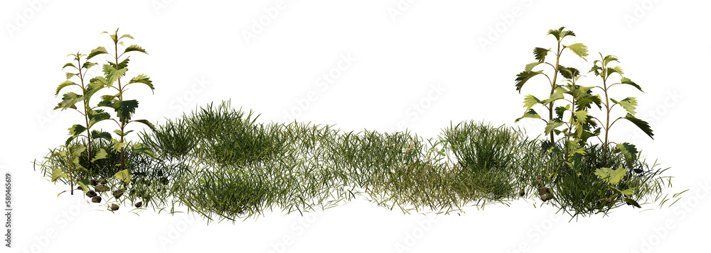 nature scene with nettles and grass, isolated on transparent background banner