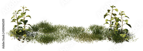 Obraz na płótnie nature scene with nettles and grass, isolated on transparent background banner w salonie