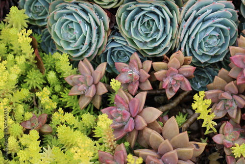 Jardín de suculentas