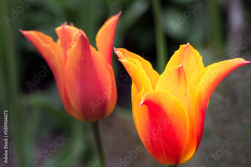 Tulipa Ballerine in spring