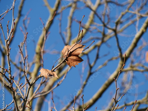 dead leaf clinging to its branch

