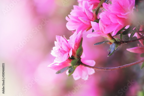 春の美しいツツジの花