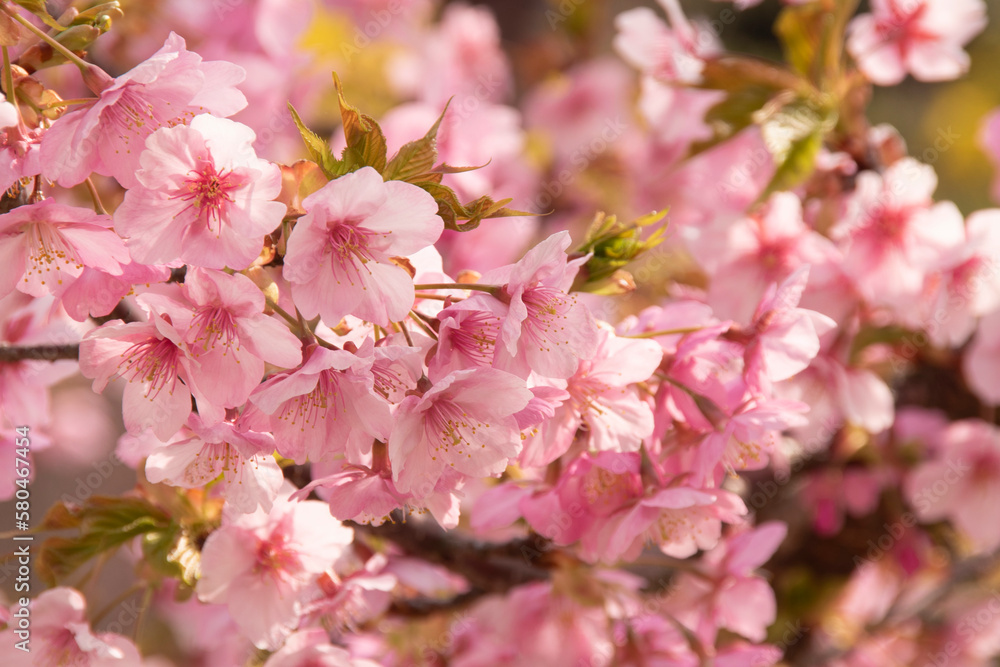 満開に咲いた河津桜
