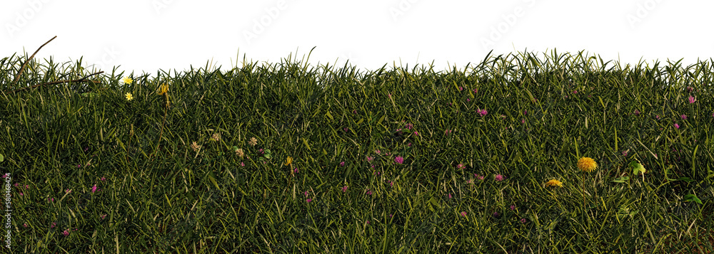 grass, beautiful meadow scene isolated on transparent background banner