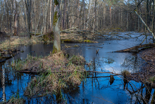 Mokradła w parku narodowym Bagna Kampinowskiego Parku Narodowego, Rozlewiska w lesie, Wetlands in the Swamps of the Kampinos National Park, Pools in the forest