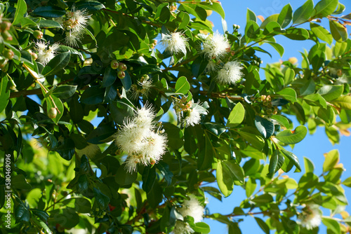 The flowers of Syzygium smithii or Lilly Pilly that supplied red berries that are eaten as bush tucker or bush food.