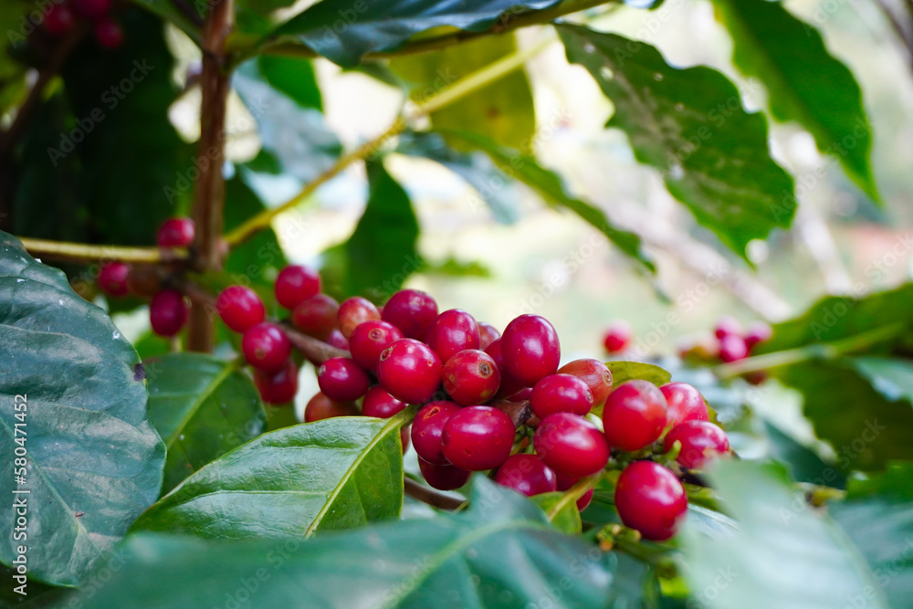Nuts, berries, Arabica coffee beans waiting for the harvest berry background caffeine closeup crop farm farmer fruit garden green beans handle plant cultivation red ripe roasted robusta seed tree Nuts, berries, Arabica coffee beans waiting for the harvest berry background caffeine closeup crop farm farmer fruit garden green beans handle plant cultivation red ripe roasted robusta seed tree