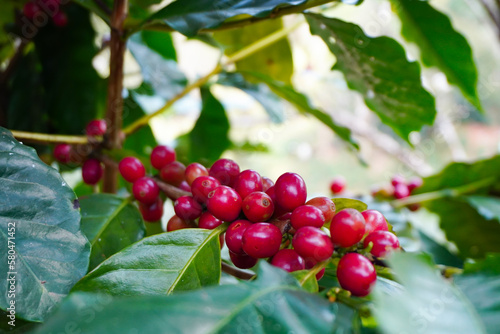Wallpaper Mural Nuts, berries, Arabica coffee beans waiting for the harvest berry background caffeine closeup crop farm farmer fruit garden green beans handle plant cultivation red ripe roasted robusta seed tree Torontodigital.ca