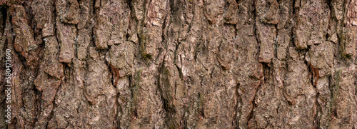 Wood bark usable as background or texture