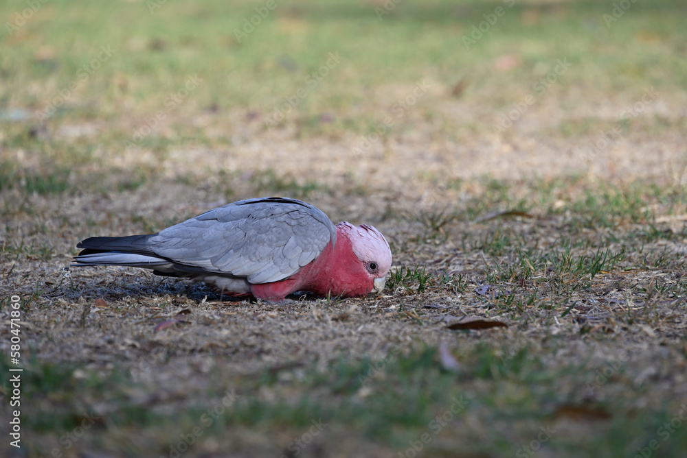 Side view of a single galah standing on shadowed grass with its head very low to the ground Side view of a single galah standing on shadowed grass with its head very low to the ground