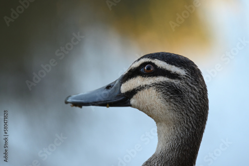 Close up of the side of a Pacific black duck's head photo