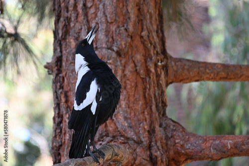 Australian magpie singing while perched on a tree branch, with the songbird standing in an upright manner