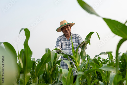 Elderly Asian man farmer standing in green corn field examining crops.