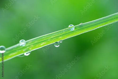Closeup of dewdrops on leaves early morning
