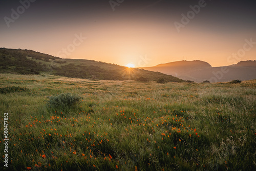 Fototapeta Naklejka Na Ścianę i Meble -  Sunset in the field