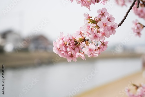 河津桜