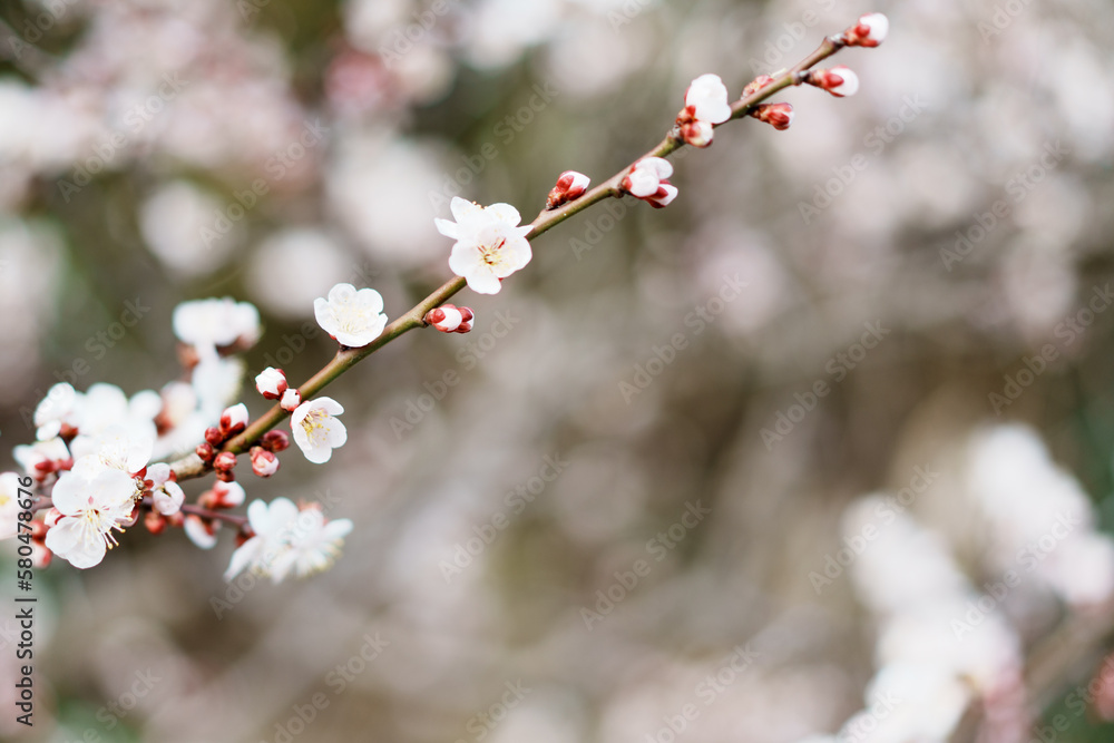 梅の花 梅の花