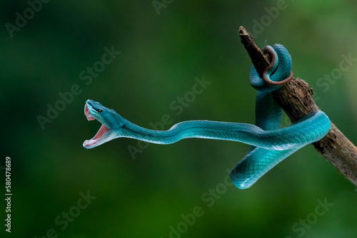Angry blue white lipped Island pit viper snake Trimeresurus insularis strike and open its mouth with bokeh background  photo