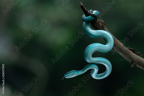 Title Close up shot of female blue white lipped Island pit viper snake Trimeresurus insularis hanging on a branch with bokeh background