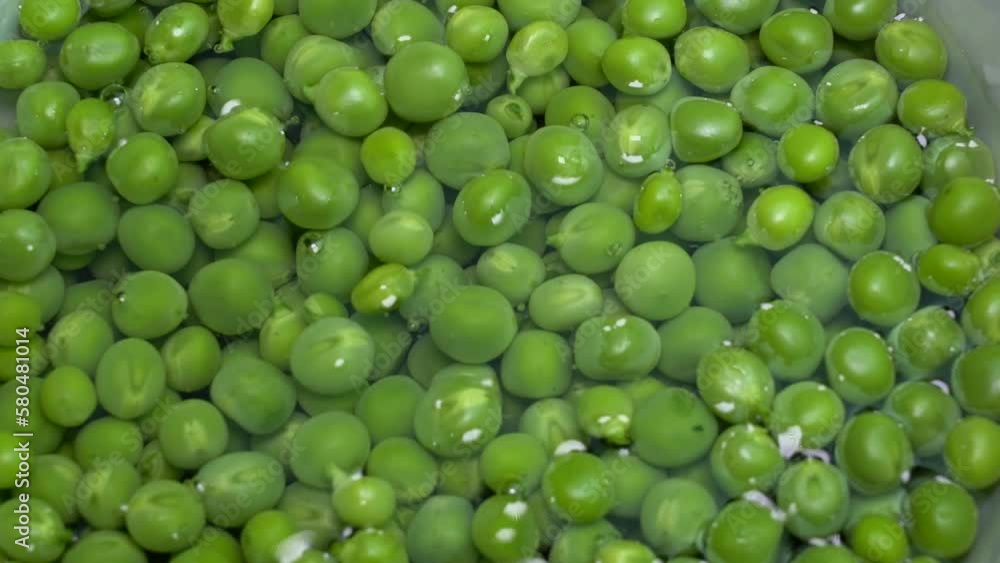 Closeup of fresh Green Peas in water, Pisum sativum Closeup of fresh Green Peas in water, Pisum sativum