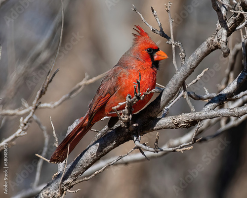 cardinal on a branch © Richard