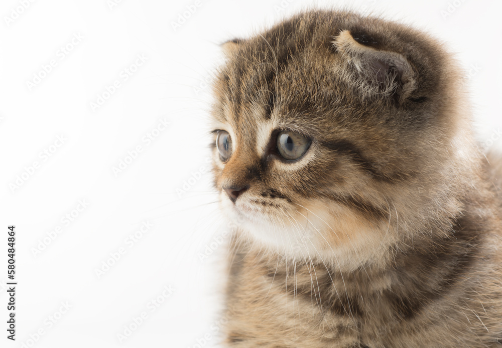 portrait of a beautiful kitten on a white background isolated portrait of a beautiful kitten on a white background isolated