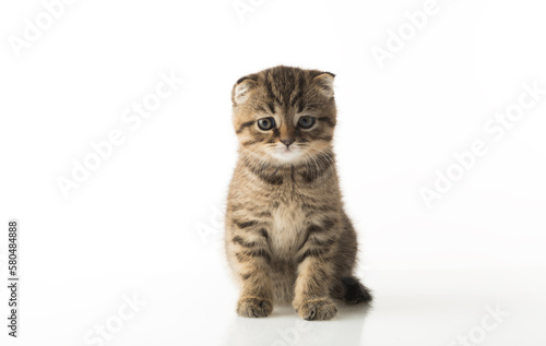 portrait of a beautiful kitten on a white background isolated