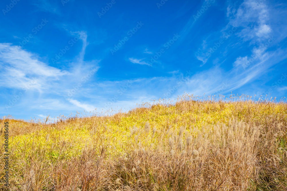 Fototapeta premium 阿蘇 米塚下園地周辺の風景 