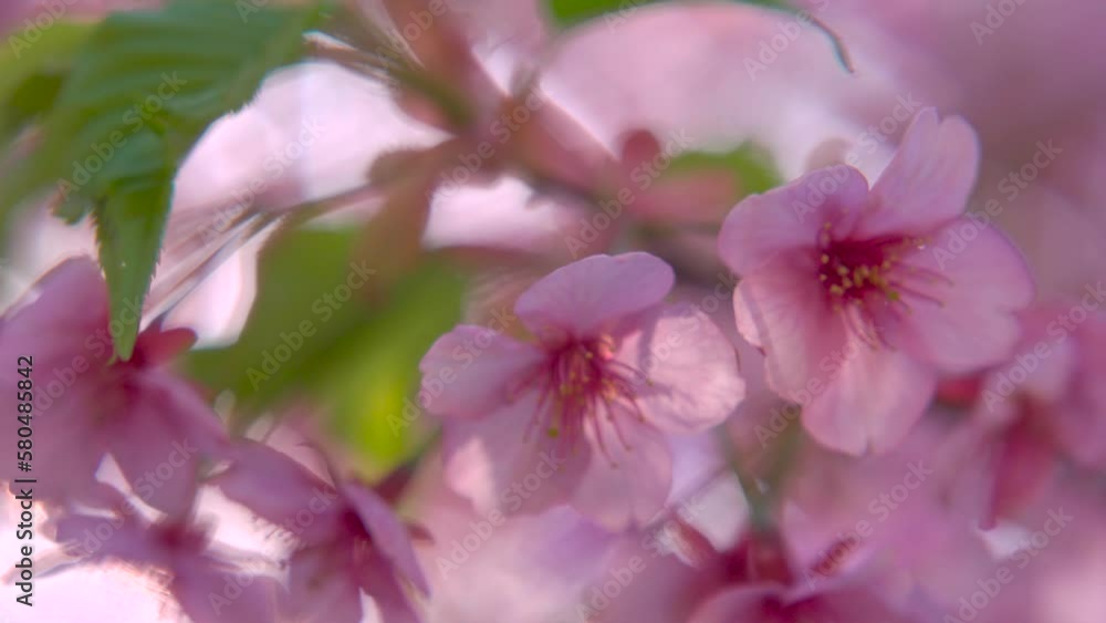 さくら sakura さくら sakura