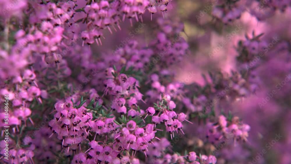 Erica canaliculata Erica canaliculata