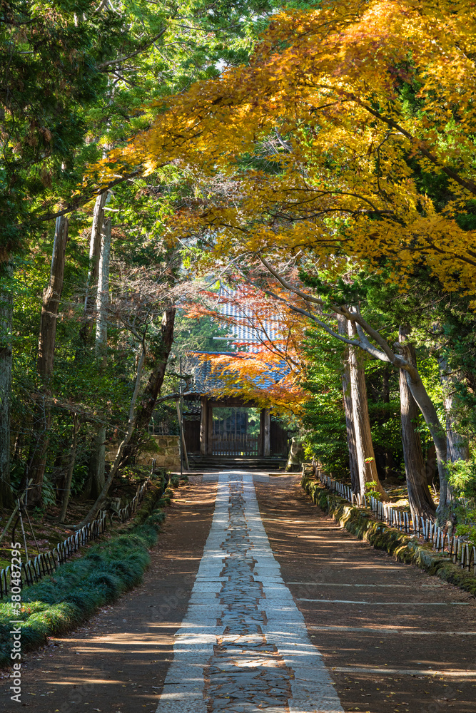 日本　神奈川県鎌倉市にある寿福寺の中門から総門までの参道と紅葉