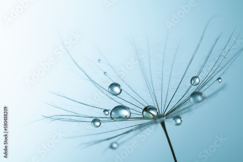 dandelion seed with water drops on blue background.