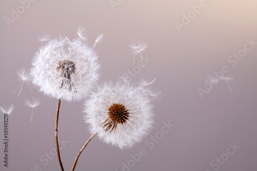 dandelion seeds flying away with wind on pale purplish pink background.
