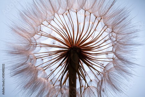 view inside dandelion flower against blue background. abstract macro background. 