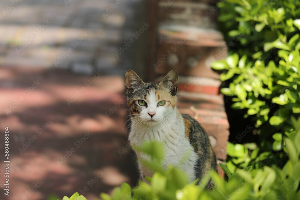 Obraz premium cat
