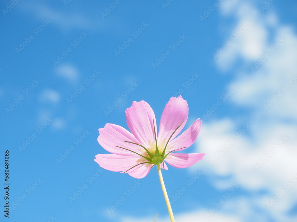 Cosmos flower against blue sky.