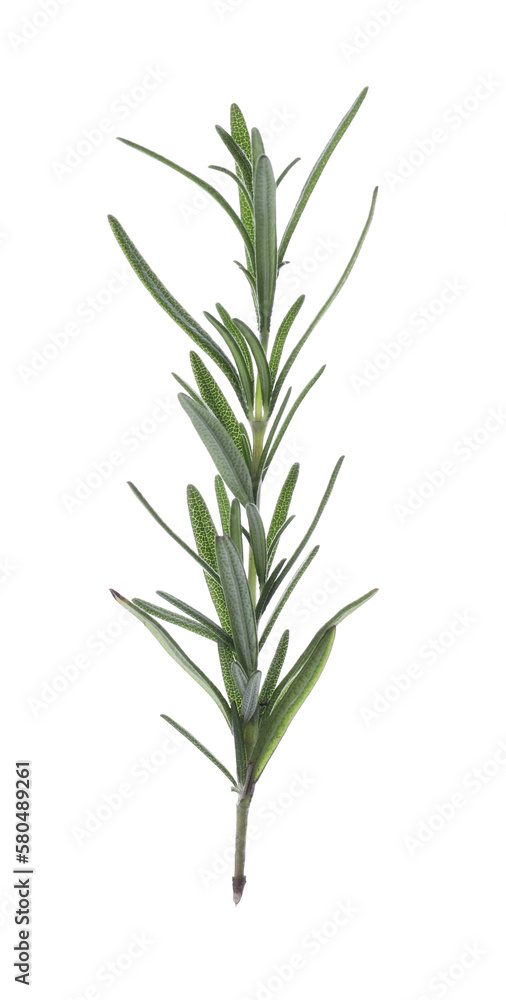 Naklejka premium Fresh green rosemary isolated on white. Aromatic herb