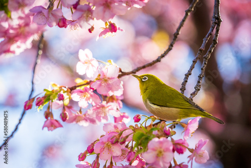 A white eye visiting Kawazu cherry blossoms for nectar in Shinjuku Gyoen National Garden, Shinjuku, Tokyo.