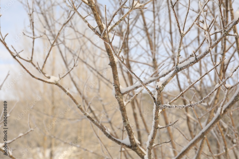 Fototapeta premium Beautiful tree branches covered with snow on winter day