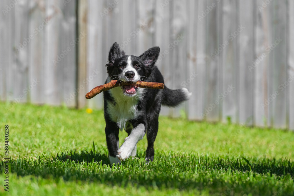 Black and white border collie puppy Black and white border collie puppy