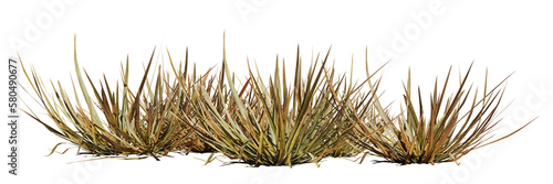 dry grass patch, desert plant isolated on transparent background banner