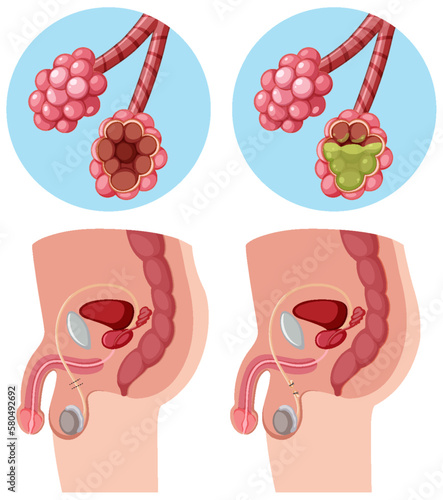 Male and female reproductive system vector