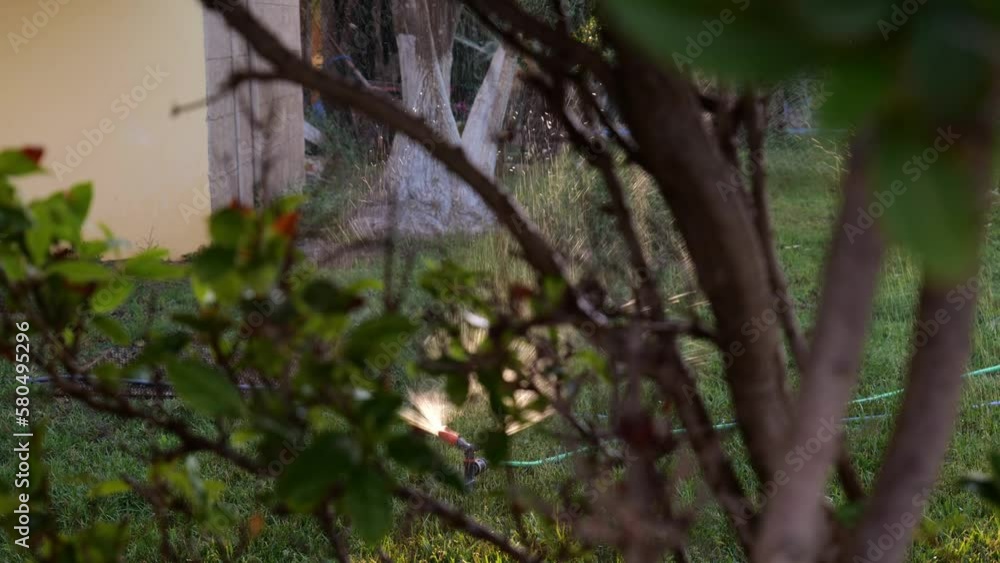 Automatic Lawn Water Sprinkler Watering Green Grass In The Backyard Garden View Behind Plants. - Steady Shot