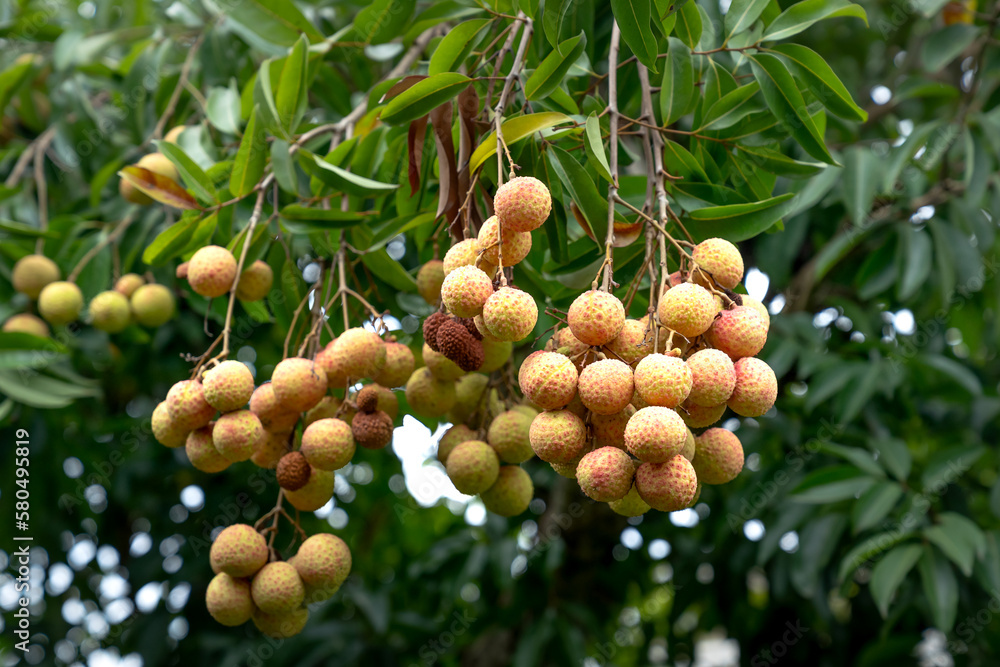 Farmers harvest lychee in Luc Ngan District, Bac Giang Province, Vietnam
Farmers harvest lychee in Luc Ngan District, Bac Giang Province, Vietnam