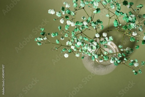 Beautiful gypsophila flowers in vase on green background, top view. Space for text